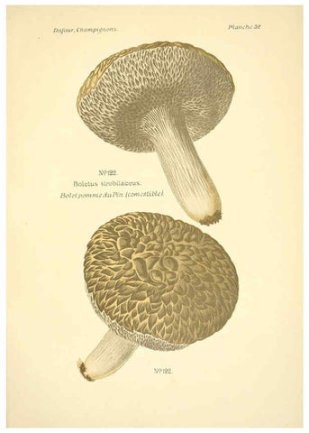 Reproducción/Reproduction 6358025557: Atlas des champignons comestibles et vénéneux Paris,P. Klincksieck,1891