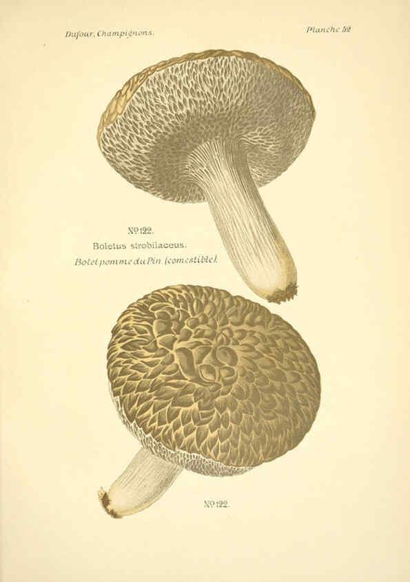 Reproducción/Reproduction 6358025557: Atlas des champignons comestibles et vénéneux Paris,P. Klincksieck,1891