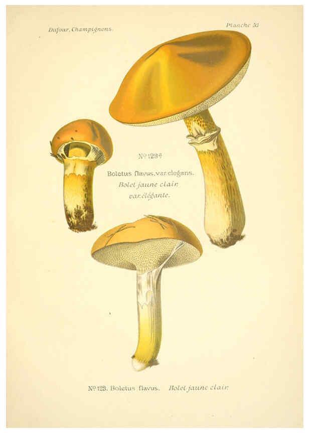 Reproducción/Reproduction 6358025765: Atlas des champignons comestibles et vénéneux Paris,P. Klincksieck,1891