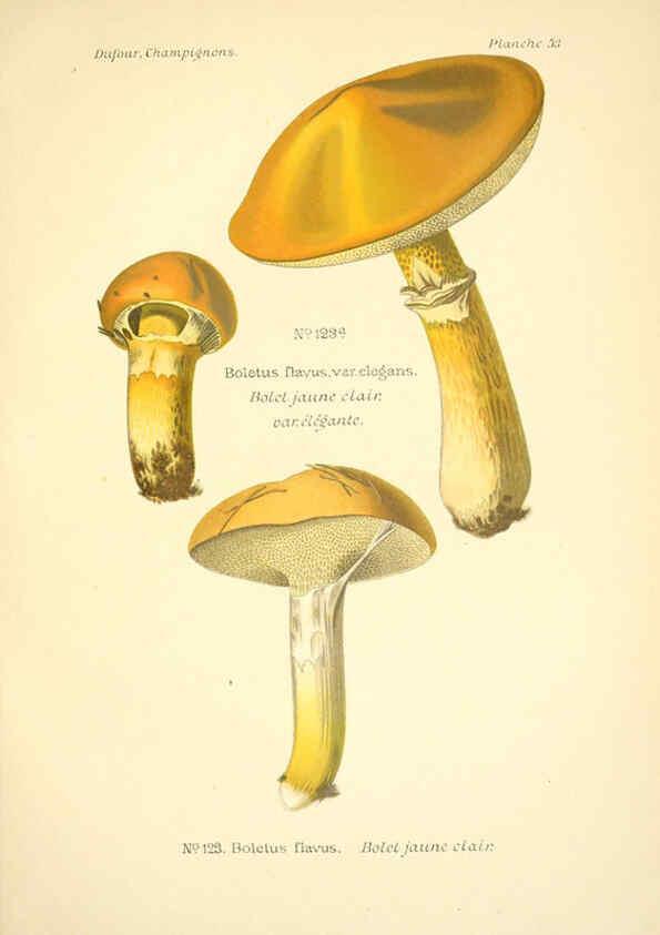 Reproducción/Reproduction 6358025765: Atlas des champignons comestibles et vénéneux Paris,P. Klincksieck,1891
