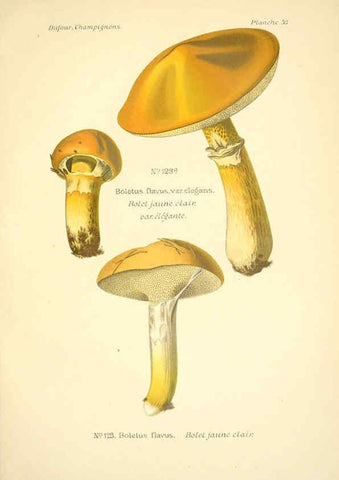 Reproducción/Reproduction 6358025765: Atlas des champignons comestibles et vénéneux Paris,P. Klincksieck,1891
