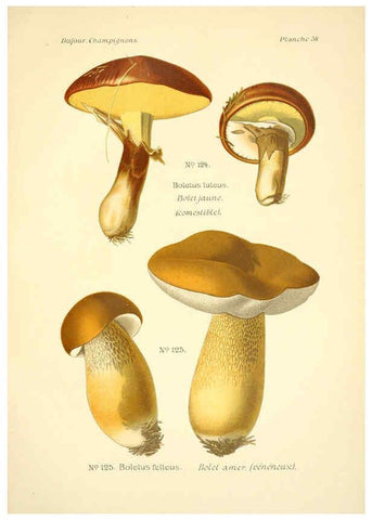 Reproducción/Reproduction 6358026021: Atlas des champignons comestibles et vénéneux Paris,P. Klincksieck,1891