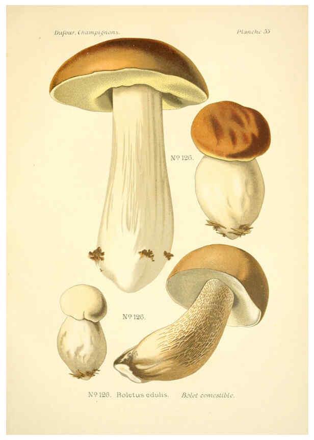 Reproducción/Reproduction 6358026439: Atlas des champignons comestibles et vénéneux Paris,P. Klincksieck,1891