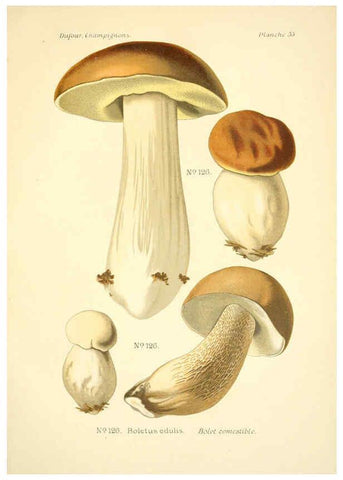 Reproducción/Reproduction 6358026439: Atlas des champignons comestibles et vénéneux Paris,P. Klincksieck,1891