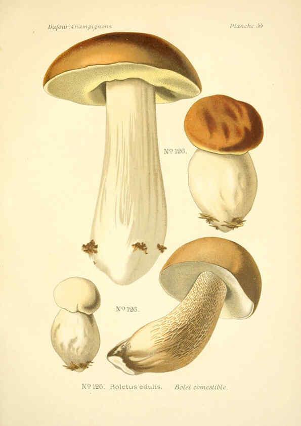 Reproducción/Reproduction 6358026439: Atlas des champignons comestibles et vénéneux Paris,P. Klincksieck,1891