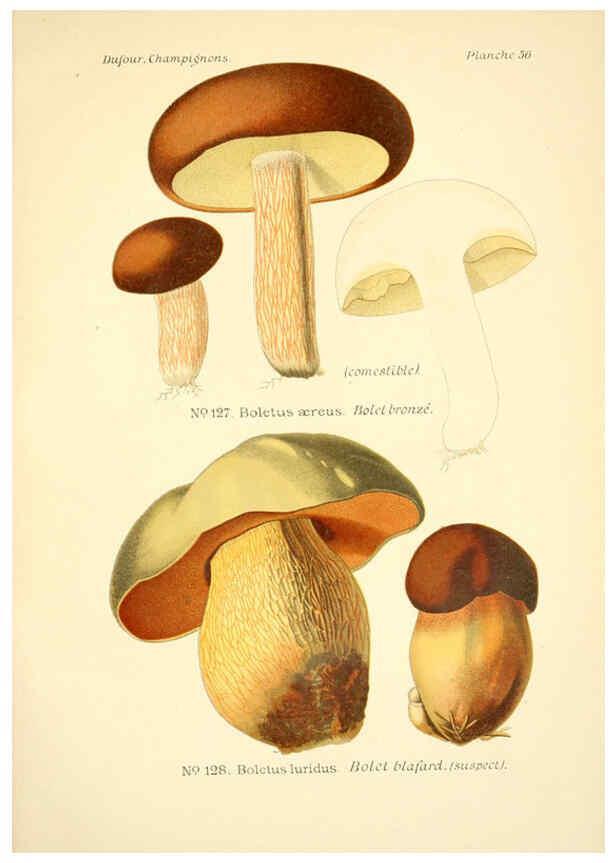 Reproducción/Reproduction 6358026629: Atlas des champignons comestibles et vénéneux Paris,P. Klincksieck,1891