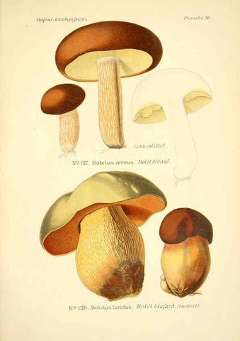 Reproducción/Reproduction 6358026629: Atlas des champignons comestibles et vénéneux Paris,P. Klincksieck,1891