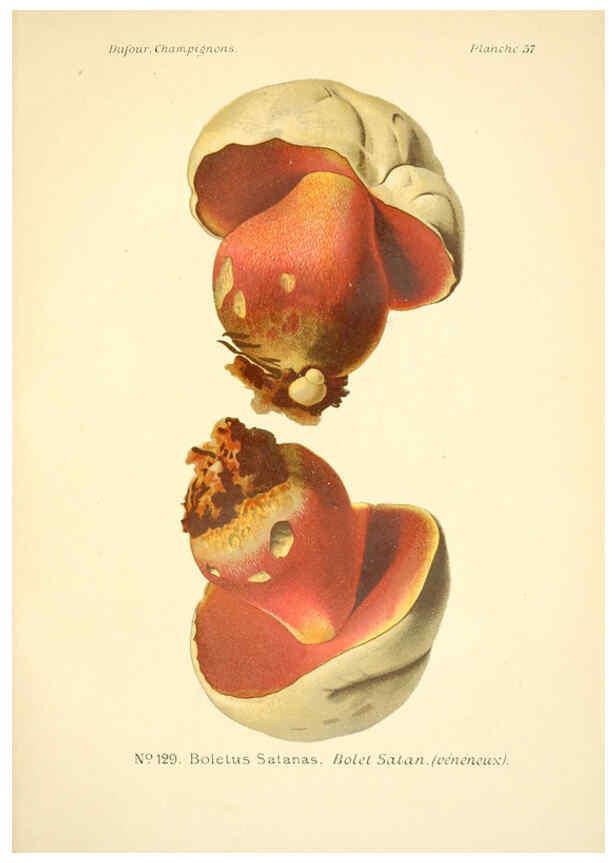 Reproducción/Reproduction 6358027105: Atlas des champignons comestibles et vénéneux Paris,P. Klincksieck,1891