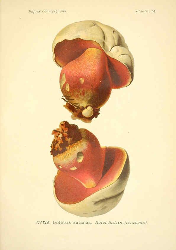 Reproducción/Reproduction 6358027105: Atlas des champignons comestibles et vénéneux Paris,P. Klincksieck,1891
