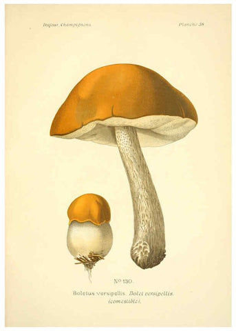 Reproducción/Reproduction 6358027377: Atlas des champignons comestibles et vénéneux Paris,P. Klincksieck,1891