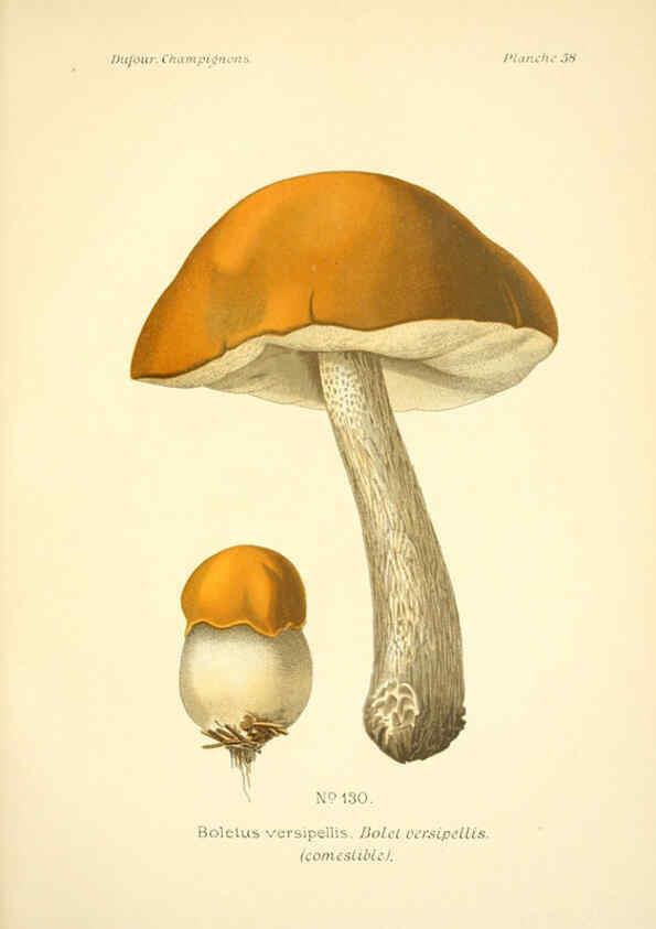 Reproducción/Reproduction 6358027377: Atlas des champignons comestibles et vénéneux Paris,P. Klincksieck,1891