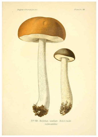 Reproducción/Reproduction 6358027599: Atlas des champignons comestibles et vénéneux Paris,P. Klincksieck,1891