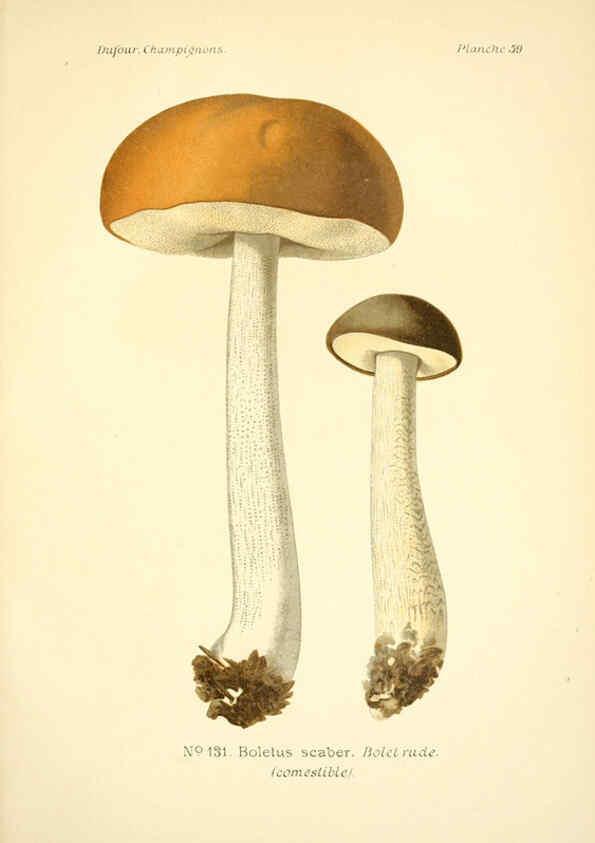 Reproducción/Reproduction 6358027599: Atlas des champignons comestibles et vénéneux Paris,P. Klincksieck,1891