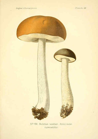 Reproducción/Reproduction 6358027599: Atlas des champignons comestibles et vénéneux Paris,P. Klincksieck,1891