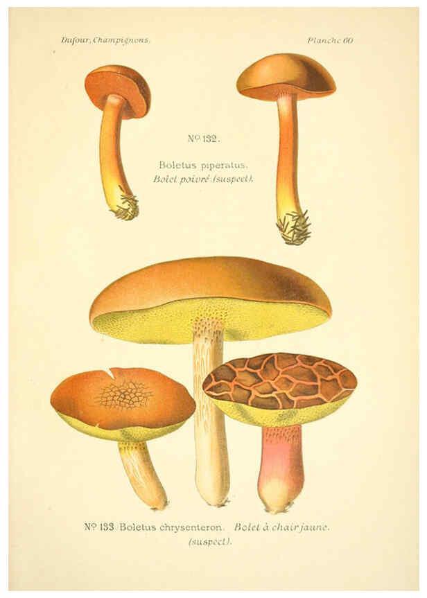 Reproducción/Reproduction 6358027753: Atlas des champignons comestibles et vénéneux Paris,P. Klincksieck,1891
