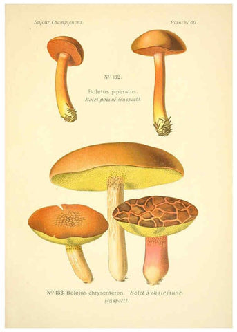 Reproducción/Reproduction 6358027753: Atlas des champignons comestibles et vénéneux Paris,P. Klincksieck,1891