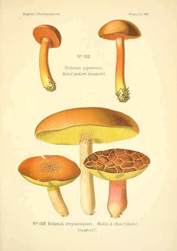 Reproducción/Reproduction 6358027753: Atlas des champignons comestibles et vénéneux Paris,P. Klincksieck,1891