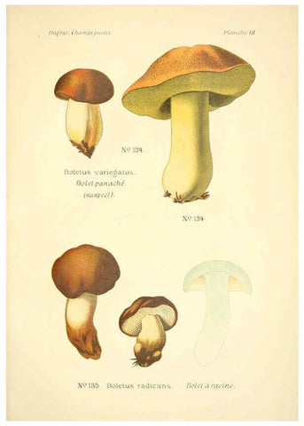 Reproducción/Reproduction 6358027907: Atlas des champignons comestibles et vénéneux Paris,P. Klincksieck,1891