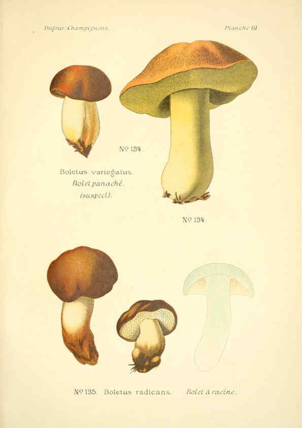 Reproducción/Reproduction 6358027907: Atlas des champignons comestibles et vénéneux Paris,P. Klincksieck,1891