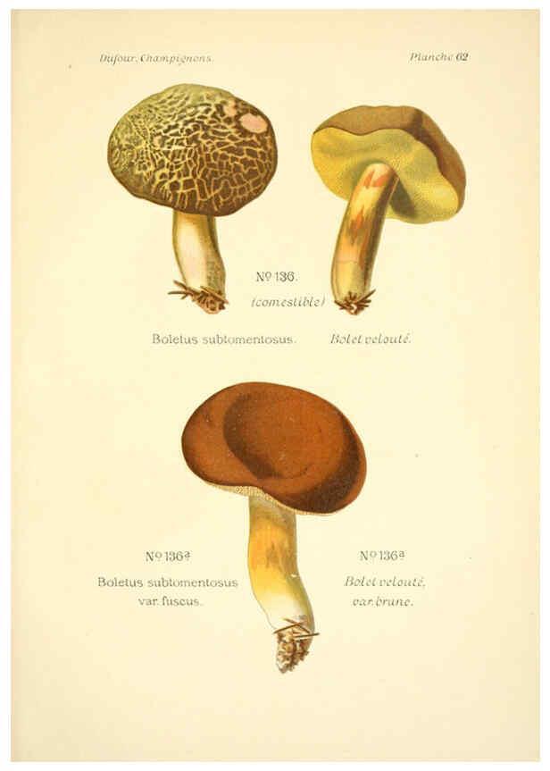 Reproducción/Reproduction 6358028113: Atlas des champignons comestibles et vénéneux Paris,P. Klincksieck,1891