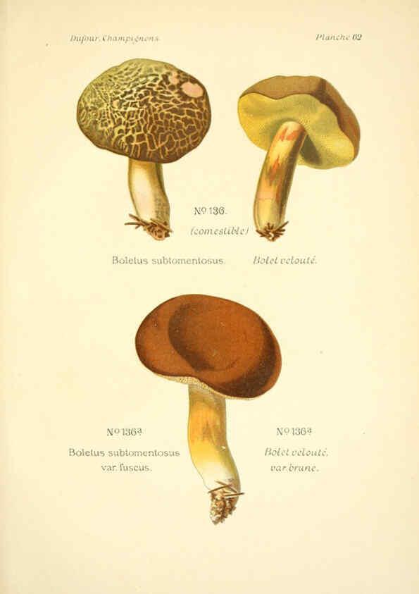 Reproducción/Reproduction 6358028113: Atlas des champignons comestibles et vénéneux Paris,P. Klincksieck,1891
