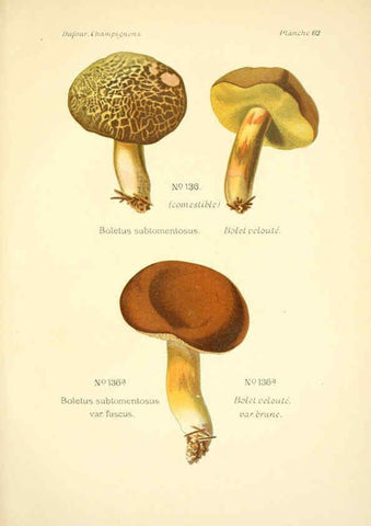 Reproducción/Reproduction 6358028113: Atlas des champignons comestibles et vénéneux Paris,P. Klincksieck,1891