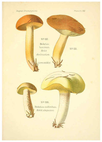 Reproducción/Reproduction 6358028329: Atlas des champignons comestibles et vénéneux Paris,P. Klincksieck,1891