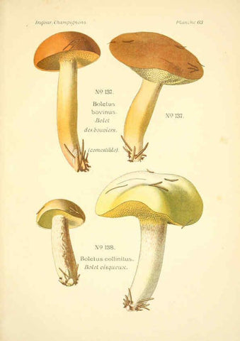 Reproducción/Reproduction 6358028329: Atlas des champignons comestibles et vénéneux Paris,P. Klincksieck,1891
