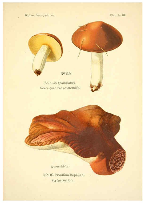 Reproducción/Reproduction 6358028543: Atlas des champignons comestibles et vénéneux Paris,P. Klincksieck,1891