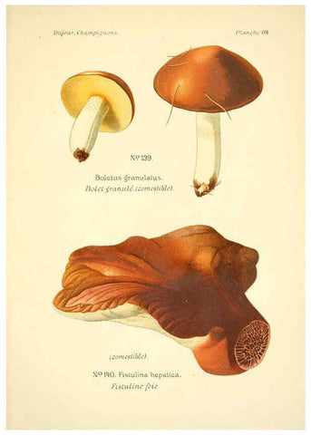 Reproducción/Reproduction 6358028543: Atlas des champignons comestibles et vénéneux Paris,P. Klincksieck,1891
