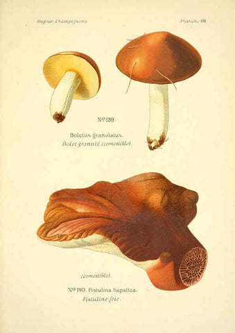 Reproducción/Reproduction 6358028543: Atlas des champignons comestibles et vénéneux Paris,P. Klincksieck,1891
