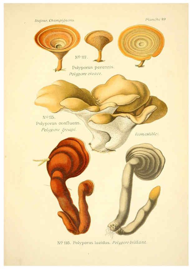 Reproducción/Reproduction 6358024721: Atlas des champignons comestibles et vénéneux Paris,P. Klincksieck,1891