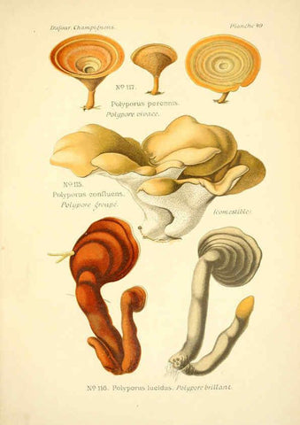 Reproducción/Reproduction 6358024721: Atlas des champignons comestibles et vénéneux Paris,P. Klincksieck,1891
