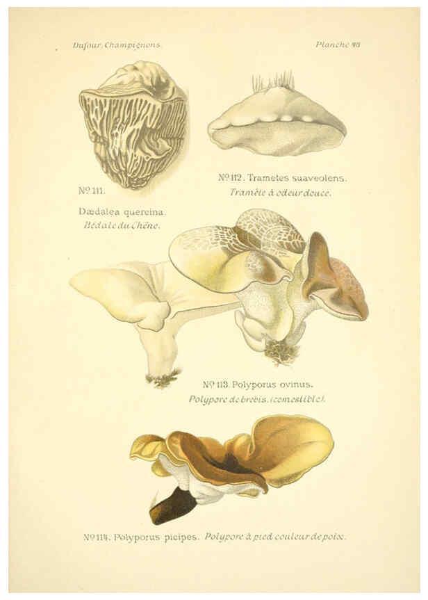 Reproducción/Reproduction 6358024437: Atlas des champignons comestibles et vénéneux Paris,P. Klincksieck,1891