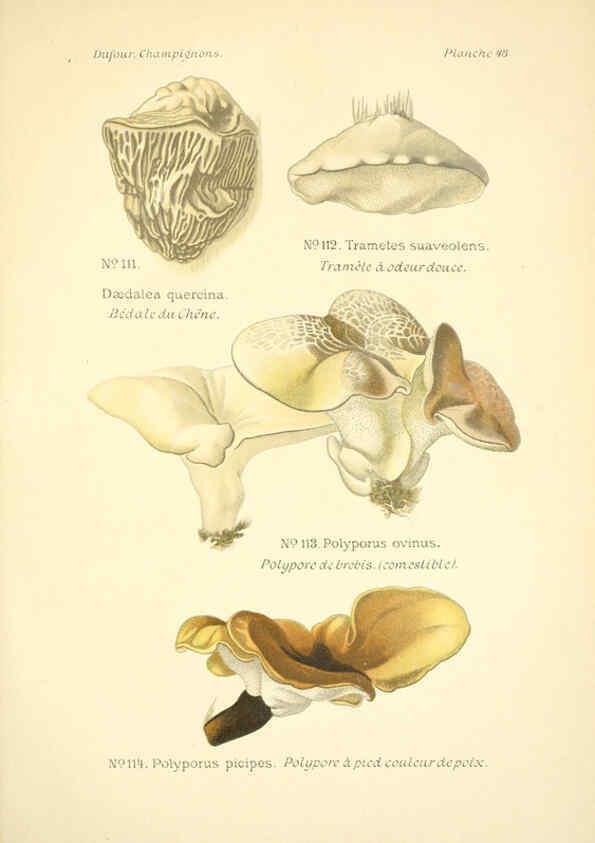 Reproducción/Reproduction 6358024437: Atlas des champignons comestibles et vénéneux Paris,P. Klincksieck,1891