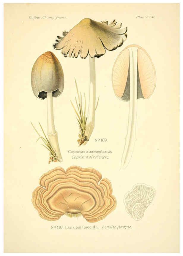 Reproducción/Reproduction 6358024203: Atlas des champignons comestibles et vénéneux Paris,P. Klincksieck,1891