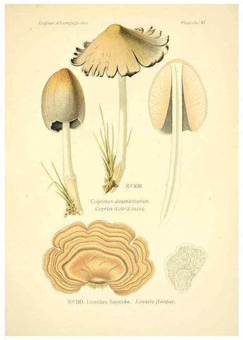 Reproducción/Reproduction 6358024203: Atlas des champignons comestibles et vénéneux Paris,P. Klincksieck,1891