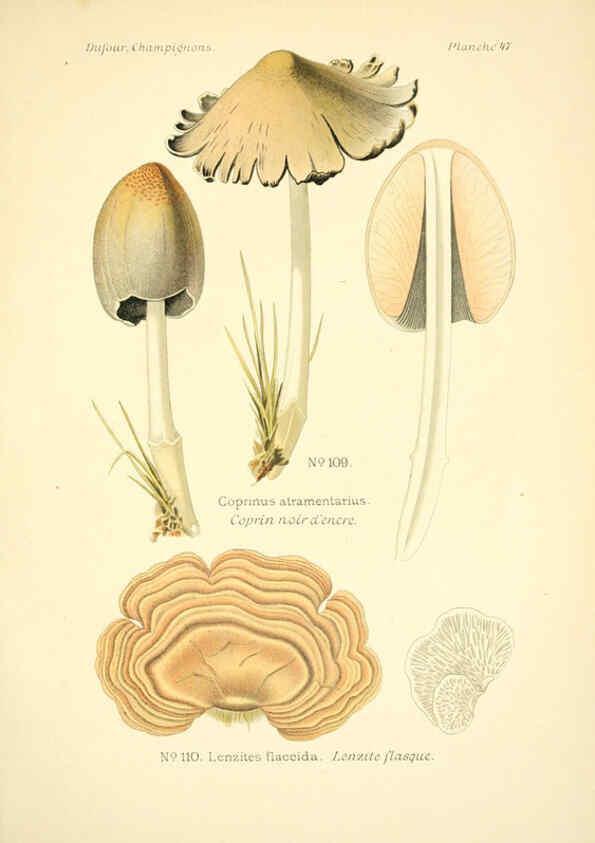 Reproducción/Reproduction 6358024203: Atlas des champignons comestibles et vénéneux Paris,P. Klincksieck,1891