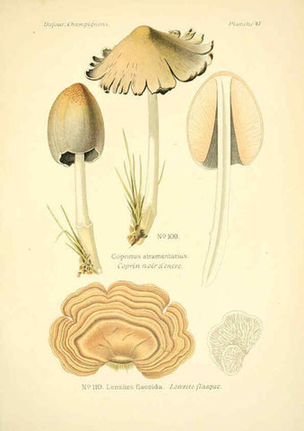 Reproducción/Reproduction 6358024203: Atlas des champignons comestibles et vénéneux Paris,P. Klincksieck,1891
