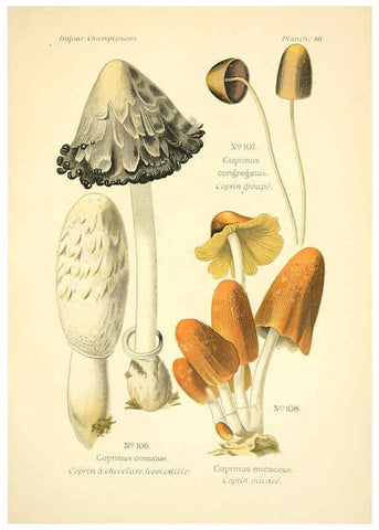 Reproducción/Reproduction 6358023939: Atlas des champignons comestibles et vénéneux Paris,P. Klincksieck,1891