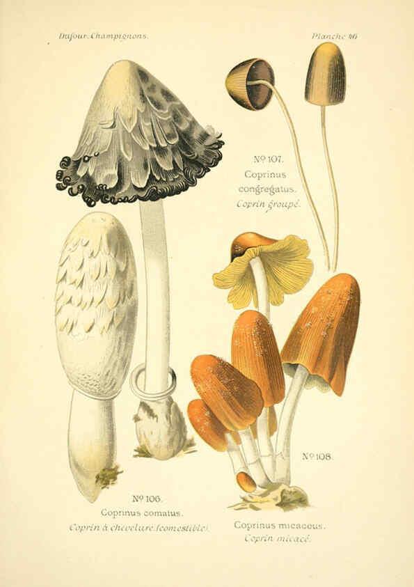 Reproducción/Reproduction 6358023939: Atlas des champignons comestibles et vénéneux Paris,P. Klincksieck,1891
