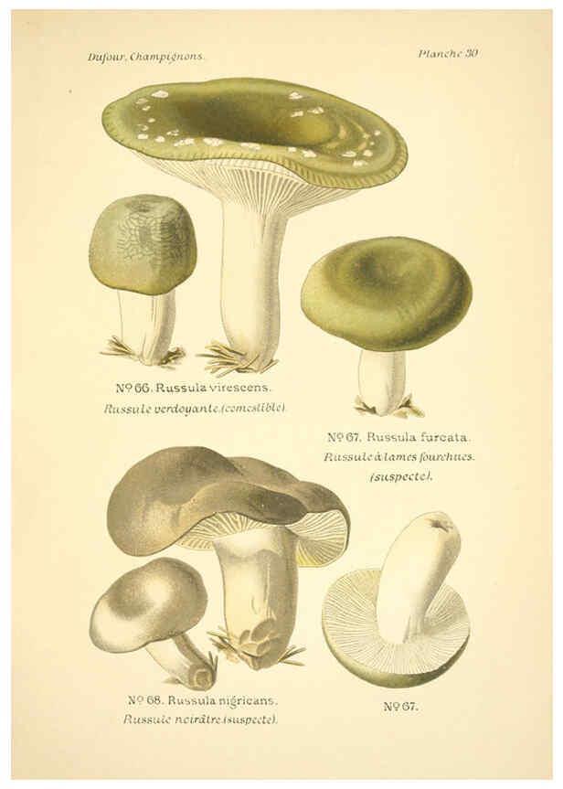 Reproducción/Reproduction 6358020211: Atlas des champignons comestibles et vénéneux Paris,P. Klincksieck,1891