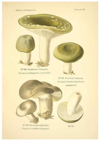 Reproducción/Reproduction 6358020211: Atlas des champignons comestibles et vénéneux Paris,P. Klincksieck,1891