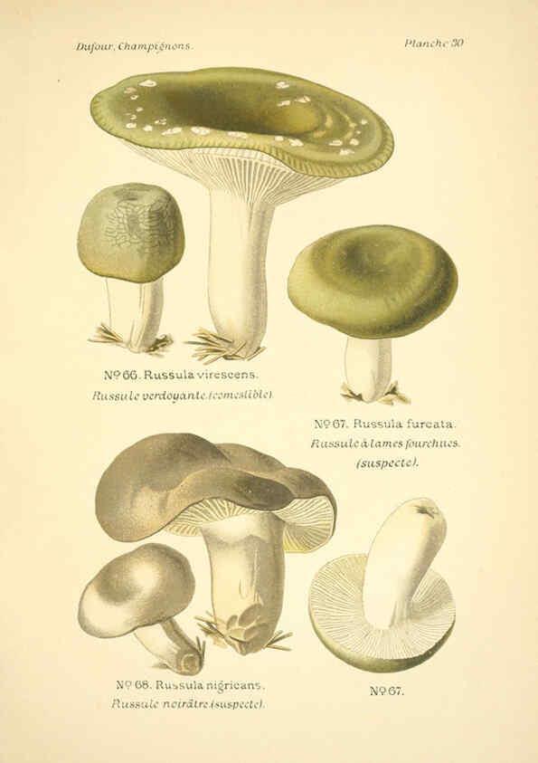 Reproducción/Reproduction 6358020211: Atlas des champignons comestibles et vénéneux Paris,P. Klincksieck,1891