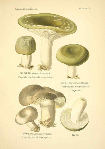 Reproducción/Reproduction 6358020211: Atlas des champignons comestibles et vénéneux Paris,P. Klincksieck,1891