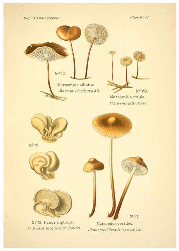 Reproducción/Reproduction 6358020429: Atlas des champignons comestibles et vénéneux Paris,P. Klincksieck,1891