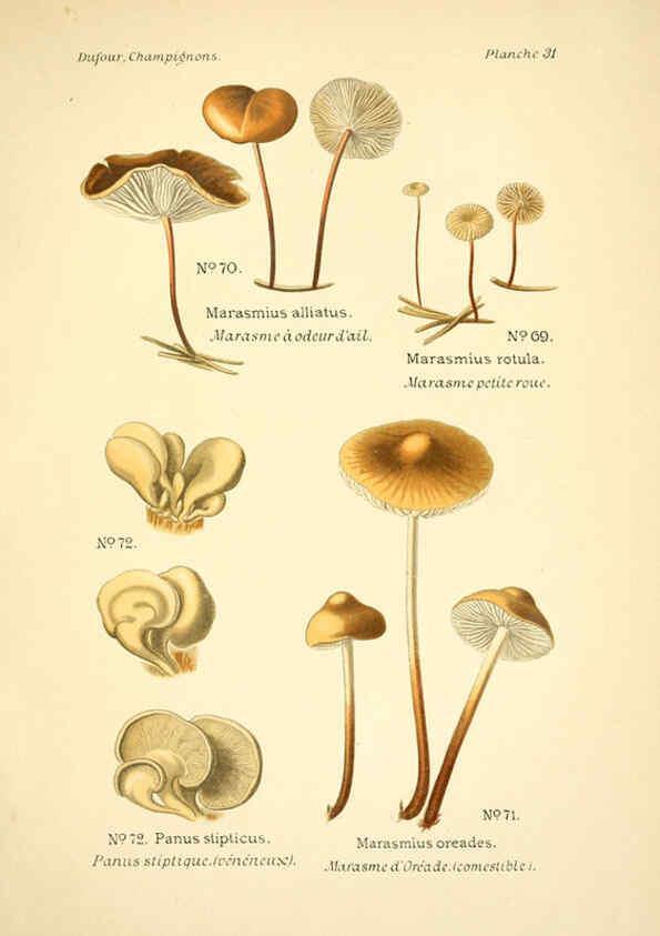 Reproducción/Reproduction 6358020429: Atlas des champignons comestibles et vénéneux Paris,P. Klincksieck,1891