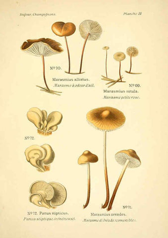 Reproducción/Reproduction 6358020429: Atlas des champignons comestibles et vénéneux Paris,P. Klincksieck,1891