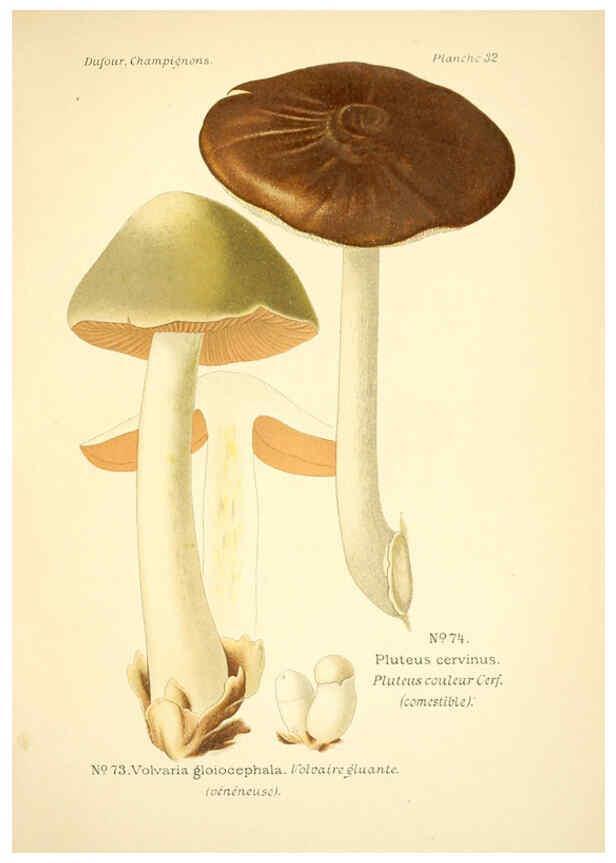 Reproducción/Reproduction 6358020661: Atlas des champignons comestibles et vénéneux Paris,P. Klincksieck,1891