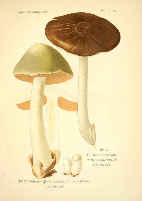 Reproducción/Reproduction 6358020661: Atlas des champignons comestibles et vénéneux Paris,P. Klincksieck,1891